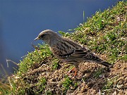 47 Bel passero di montagna alla ricerca di briciole 